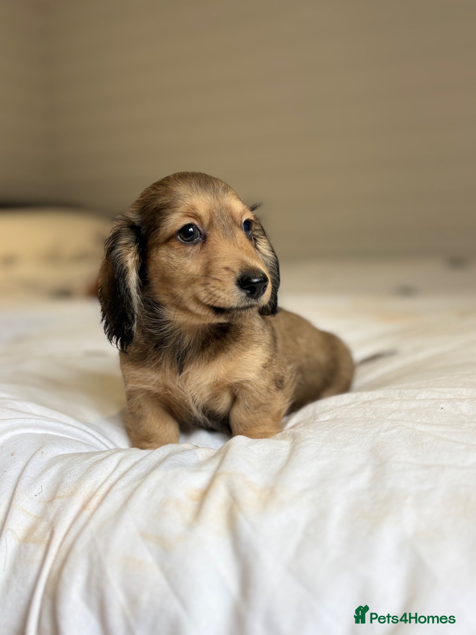 Miniature Dachshund dogs KC CREAM LONG HAIRED MINIATURE DACHSHUNDS🤍 - Advert 1