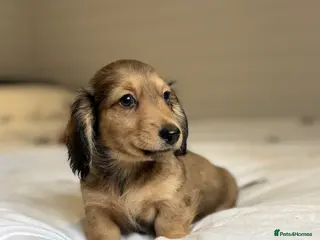 Miniature Dachshund dogs KC CREAM LONG HAIRED MINIATURE DACHSHUNDS🤍 - Advert 1
