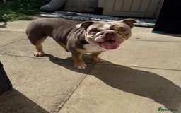 English Bulldog dogs for sale: Lilac English British Bulldog  - Image 3