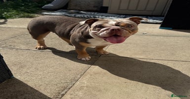 English Bulldog dogs - Advert 11