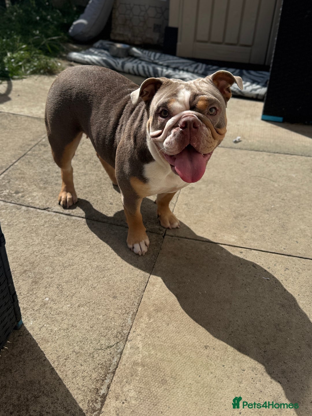 English Bulldog dogs for sale: Lilac English British Bulldog  - Image 3