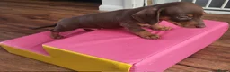 Dachshund dogs for sale: Dachschund puppies - Advert 6