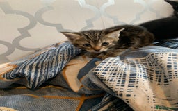 Mixed Breed cats for sale: Boy kitten looking for he’s for ever home  - Image 2