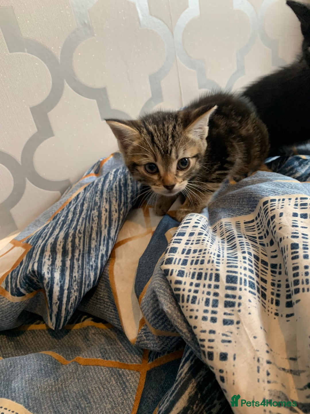 Mixed Breed cats for sale: Boy kitten looking for he’s for ever home  - Image 2