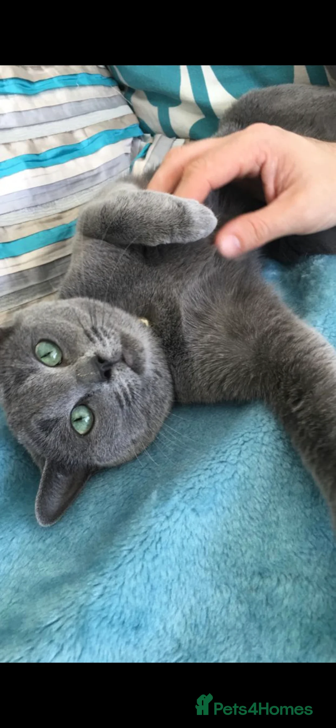 Russian Blue cats for sale: Full pedigree R/B girl  - Advert 1