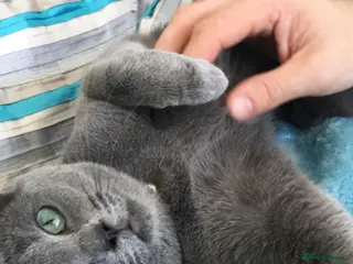 Russian Blue cats Full pedigree R/B girl - Advert 1