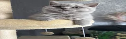 British Shorthair cats for sale: British short hair girl  - Advert 5