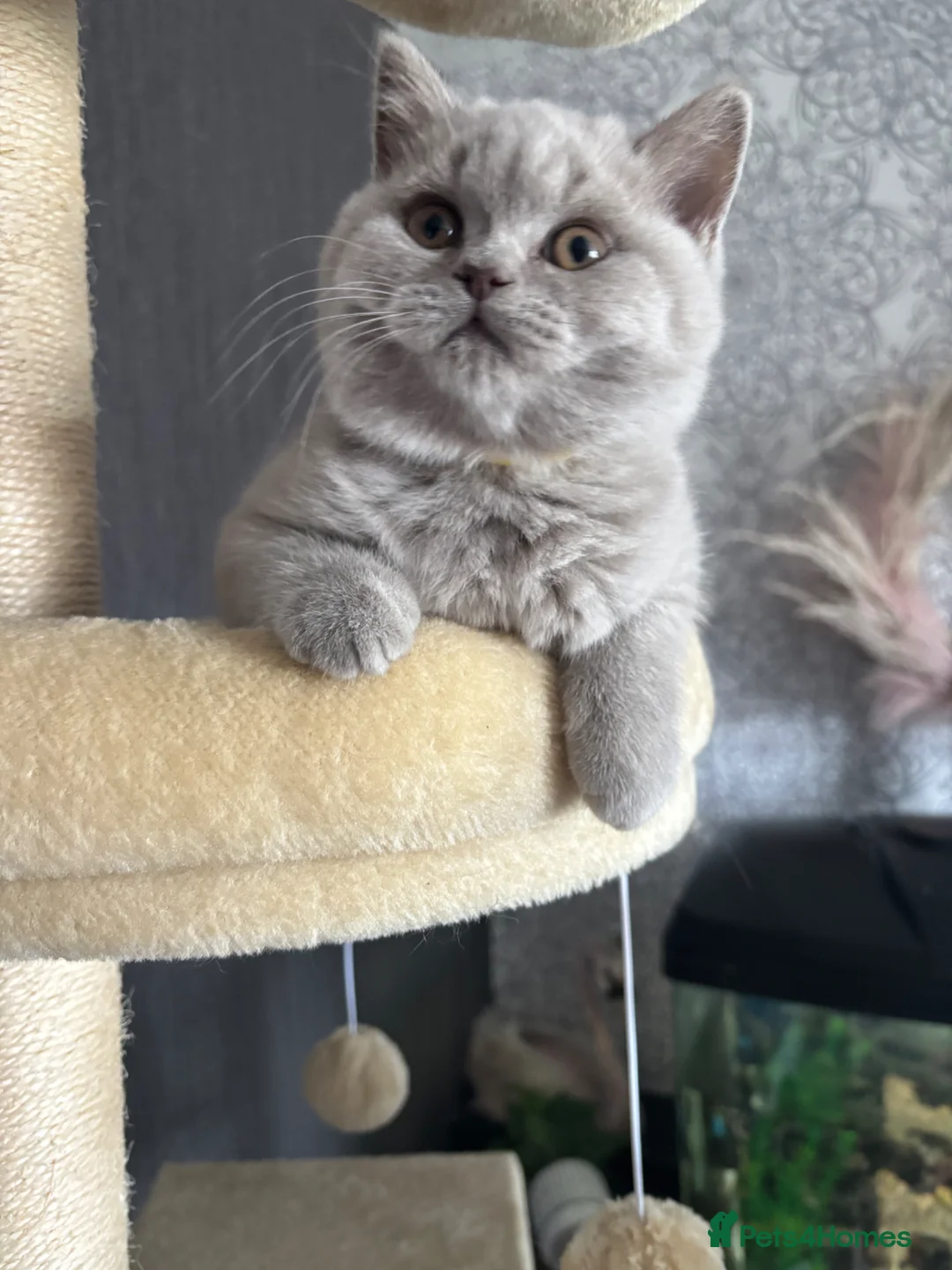 British Shorthair cats for sale: British short hair girl  - Advert 5