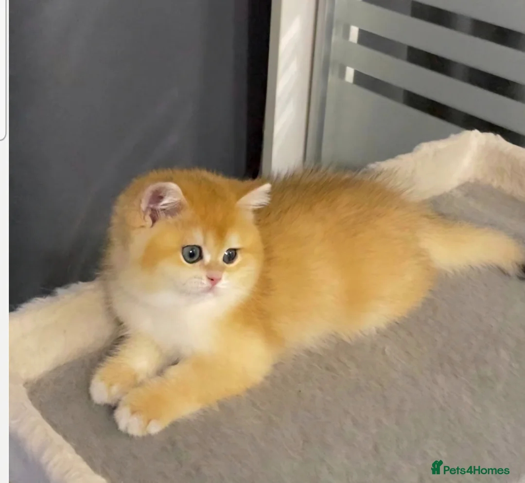 British Shorthair cats for stud: Pedigree Golden BSHstud, Emerald eyes, Active rg - Advert 21