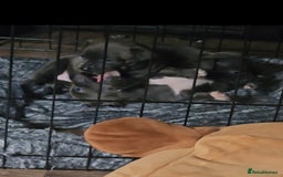 American Bull Staffy dogs for sale: ** STAFFORDSHIRE BULL TERRIER PUPPIES** - Image 4