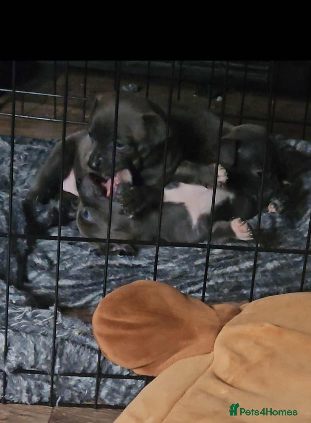 American Bull Staffy dogs for sale: ** STAFFORDSHIRE BULL TERRIER PUPPIES** - Image 4