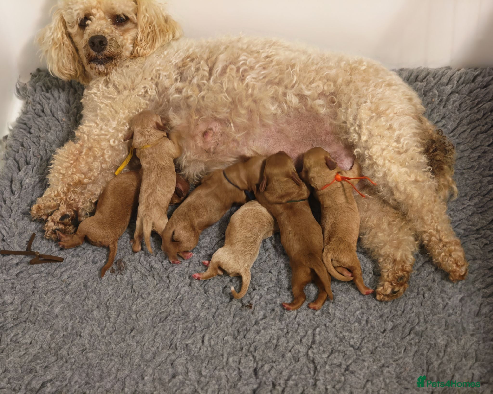 Cavapoo dogs Gorgeous Cavapoo Boy & Girl Available  - Advert 2