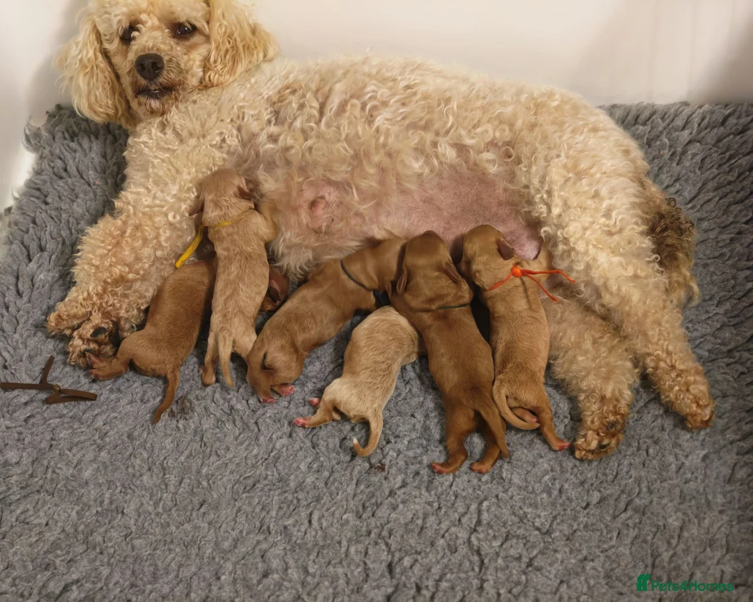 Cavapoo dogs for sale: Gorgeous Cavapoo Boy & Girl Available  in Southampton - Advert 2