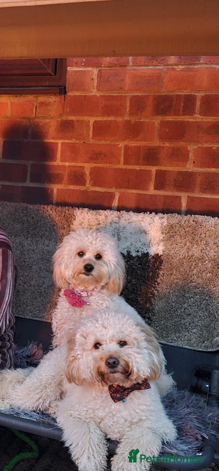 Cockapoo dogs 🐾 Hello, dear animal lovers! 🐾   - Advert 2