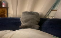 Russian Blue cats for sale: 5 Pure Pedigree Russian Blue Kittens *LAST MALE* - Image 23