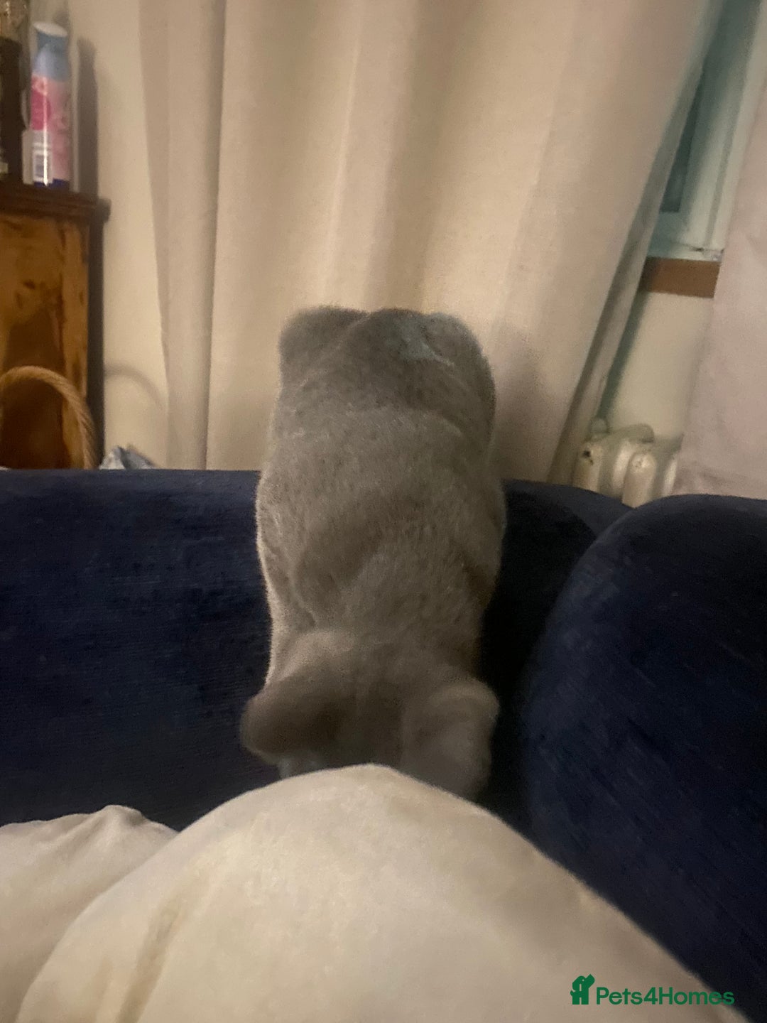 Russian Blue cats for sale: 5 Pure Pedigree Russian Blue Kittens *LAST MALE* - Image 23