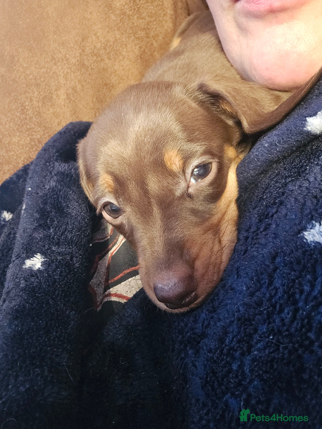 Miniature Dachshund dogs for sale:  Miniature dashound  - Advert 6