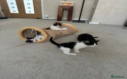 Mixed Breed cats for sale: Kittens - Image 21