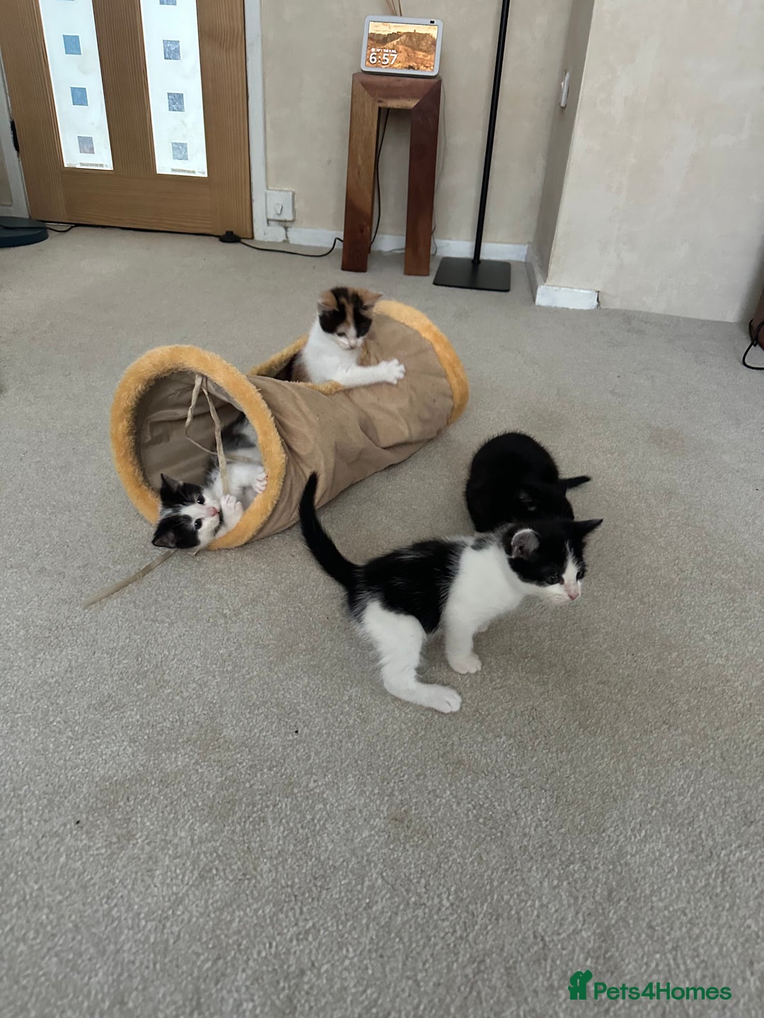 Mixed Breed cats for sale: Kittens - Image 21