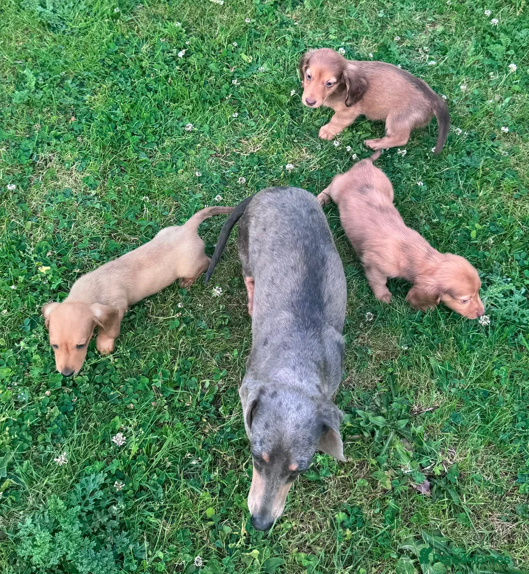 Miniature Dachshund dogs for sale: Red long hair miniature daschund puppies - Advert 13