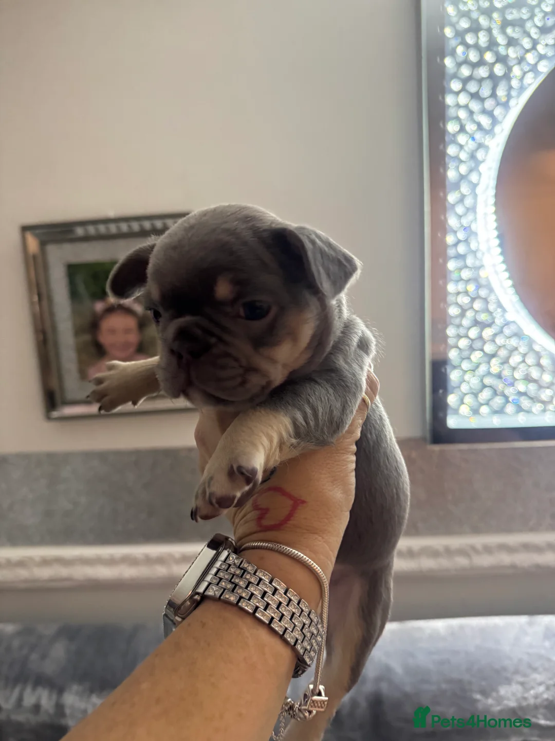 French Bulldog dogs for sale: Out standing french bulldogs merles carry fluffy - Advert 17
