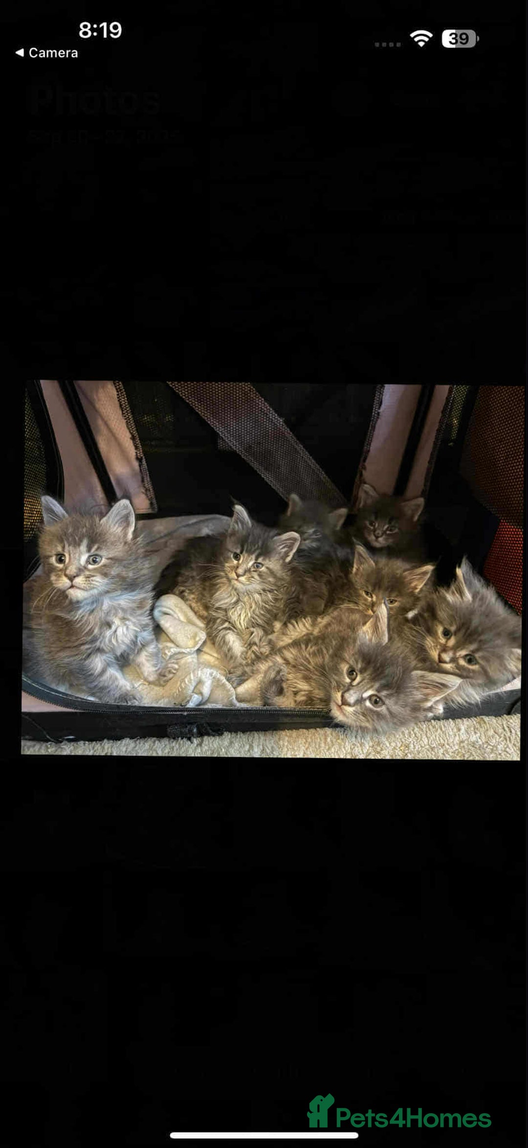 Maine Coon cats for sale: Blue And Blue And White Tabby’s - Image 11