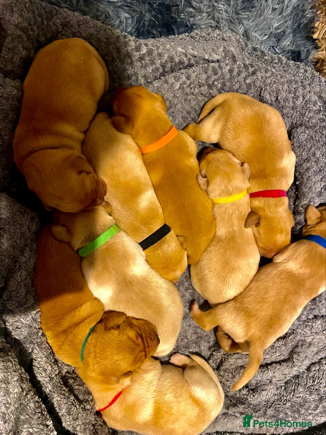 Labrador Retriever dogs for sale: 9 pups Only 4 left, All beautiful boys born 19/01 - Advert 2
