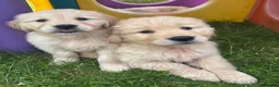 Golden Retriever dogs for sale: Beautiful KC Golden Retriever Puppies - Advert 20