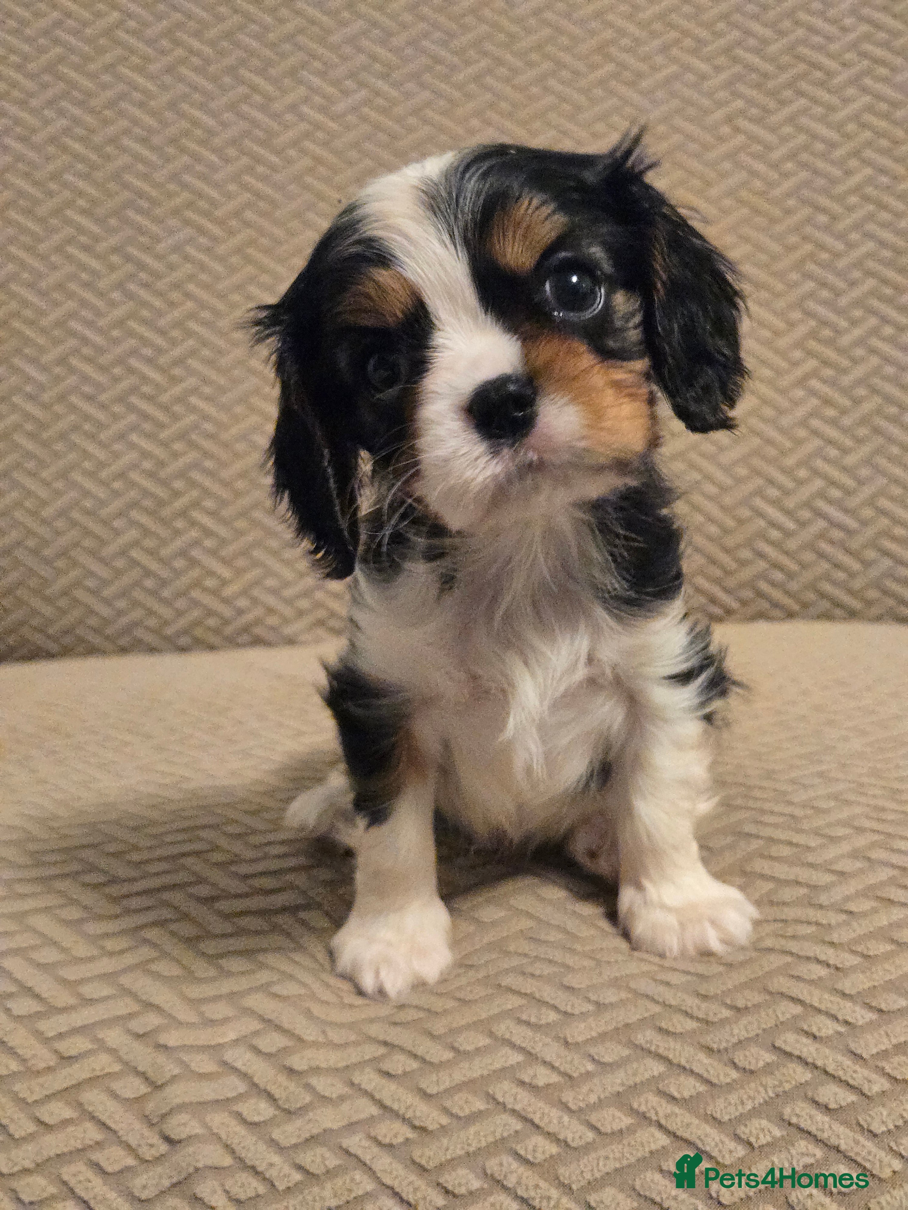 Cavalier King Charles Spaniel dogs READY NOW KC Reg fully health tested parents  - Advert 5