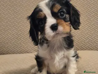 Cavalier King Charles Spaniel dogs READY NOW KC Reg fully health tested parents - Advert 5