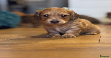 Miniature Dachshund dogs - Advert 4
