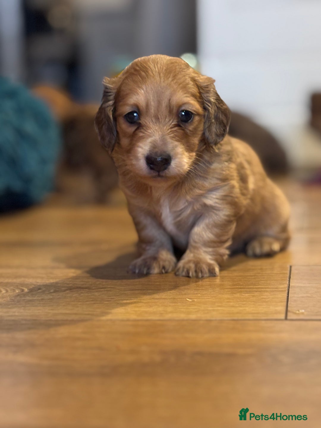 Miniature Dachshund dogs for sale: Beautiful Dachshunds puppies  - Image 3