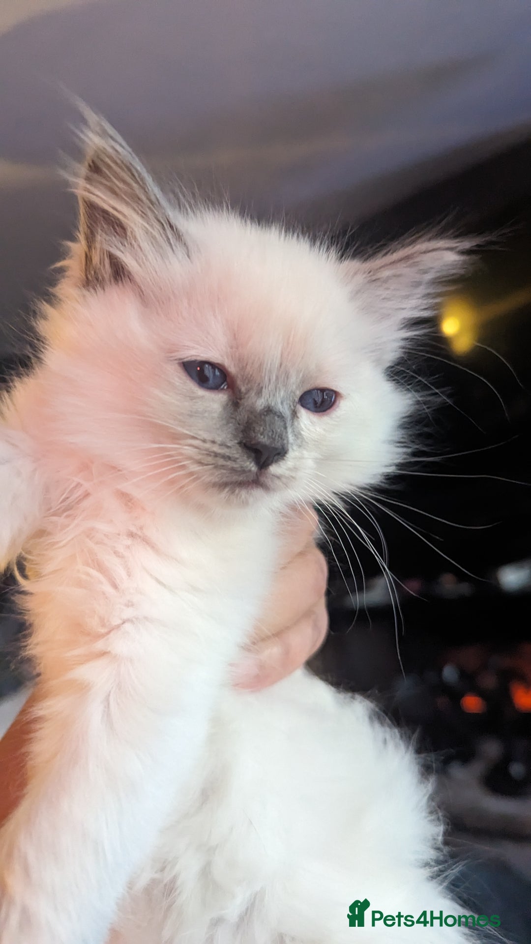 Ragdoll cats for sale: Beautiful ragdolls looking for their new families - Advert 11