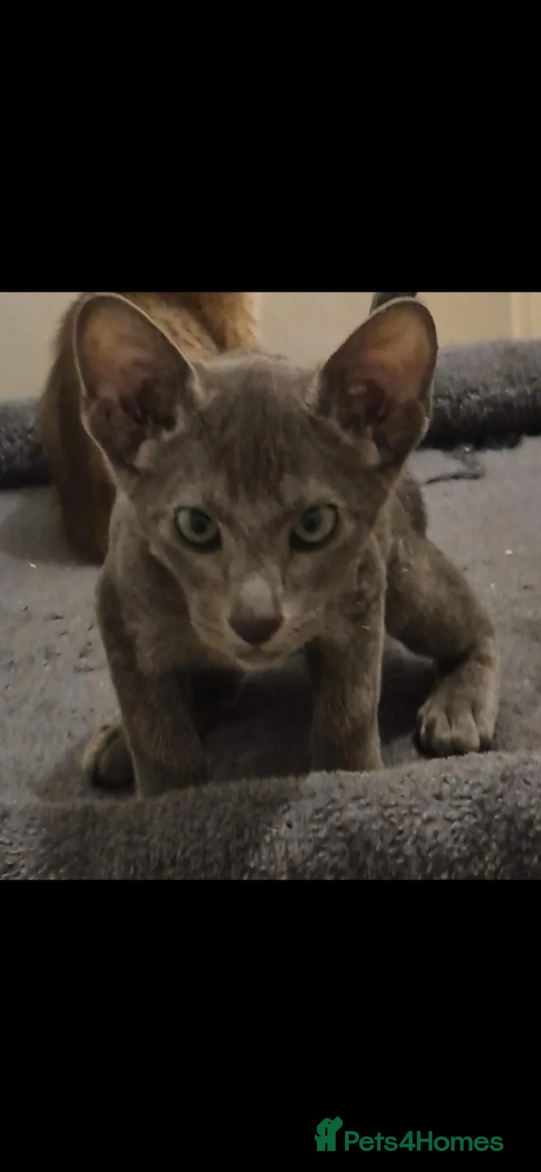 Oriental cats for sale: Stunning oriental and siamese boys  in Tilbury - Advert 13