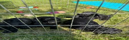 Sprocker dogs for sale: Gorgeous Black Sprocker puppies - Advert 3