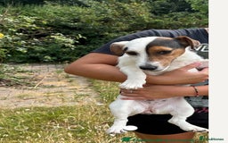 Jack Russell dogs for sale: Jack Russell girl for sale - Image 3