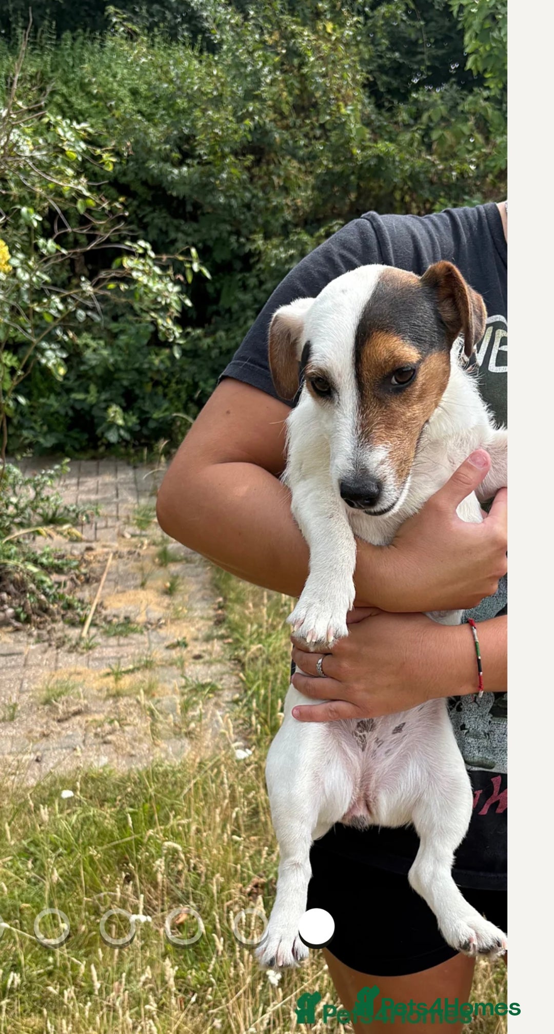 Jack Russell dogs for sale: Jack Russell girl for sale - Image 3