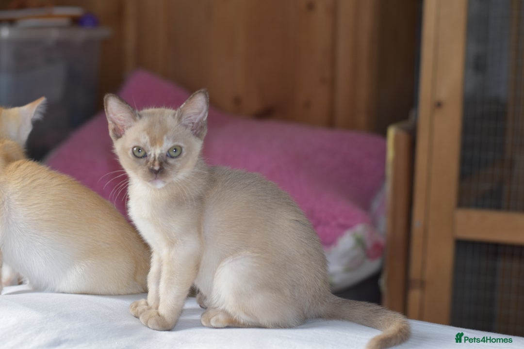 Burmese cats for sale: Beautiful Burmese  - Image 2