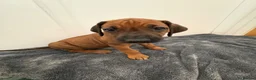 Rhodesian Ridgeback dogs for sale: Rhodesian Ridgeback puppies in Walsall - Advert 21