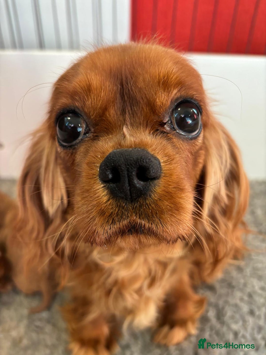 Cavalier King Charles Spaniel dogs for sale: Kc Reg, health tested Cavalier King Charles  - Advert 9