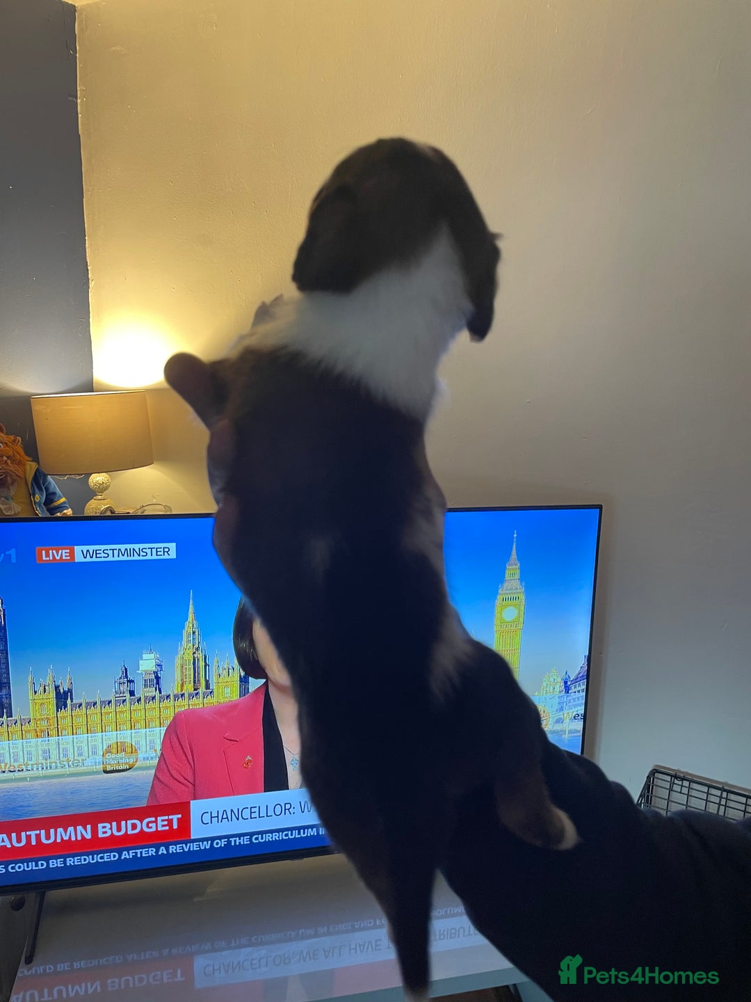 Mixed Breed dogs for sale: Cocker x collie pups  - Image 6