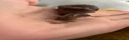 Snails invertebrates for sale: Giant African land snails  - Advert 3