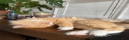 Mixed Breed cats for sale: kittens ready to be loved  - Advert 4