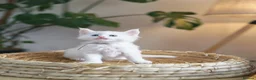 Maine Coon cats for sale: Exceptional Russian Line Maine coons - Advert 16