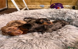 Miniature Dachshund dogs for sale: gorgeous dachshund puppy 🐶🐾 - Image 8