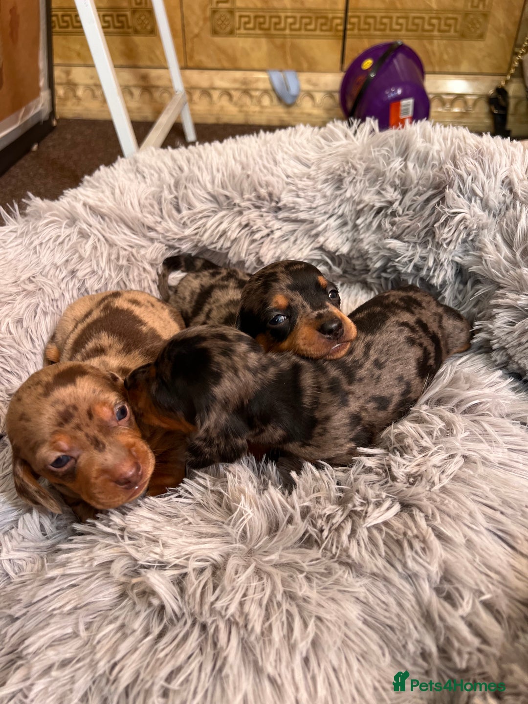 Miniature Dachshund dogs for sale: gorgeous dachshund puppy 🐶🐾 - Image 8