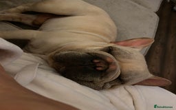 French Bulldog dogs for sale: Stunning male Frenchie  - Image 4