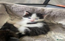 Mixed Breed cats for sale: Mix/English shorthair  - Image 1