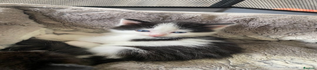 British Shorthair Kitten 1