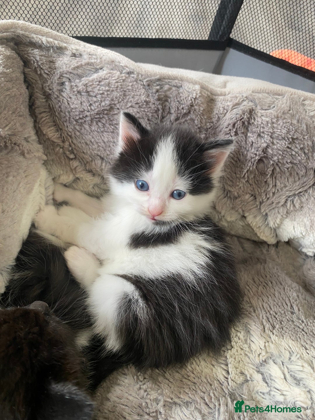 Mixed Breed cats for sale: Mix/English shorthair  - Image 1